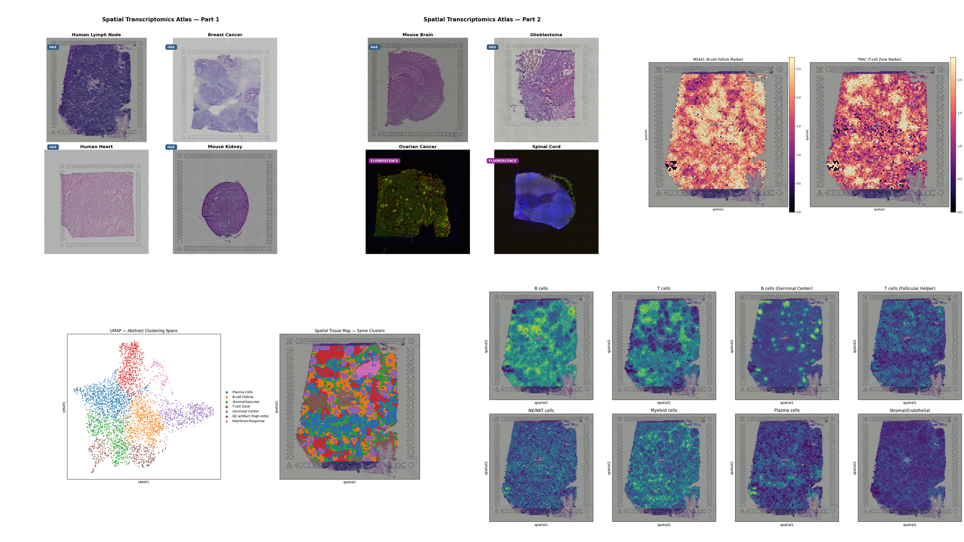 Multi-tissue spatial atlas output