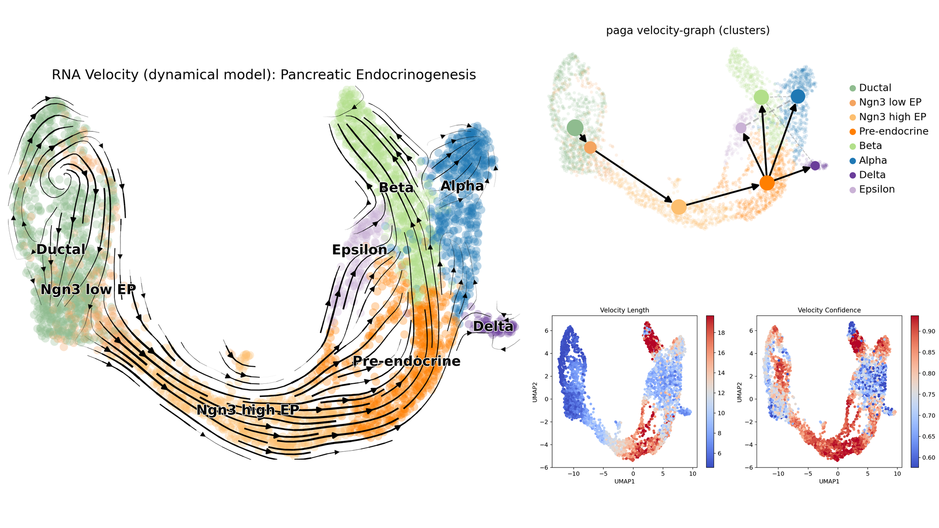 RNA velocity trajectory output