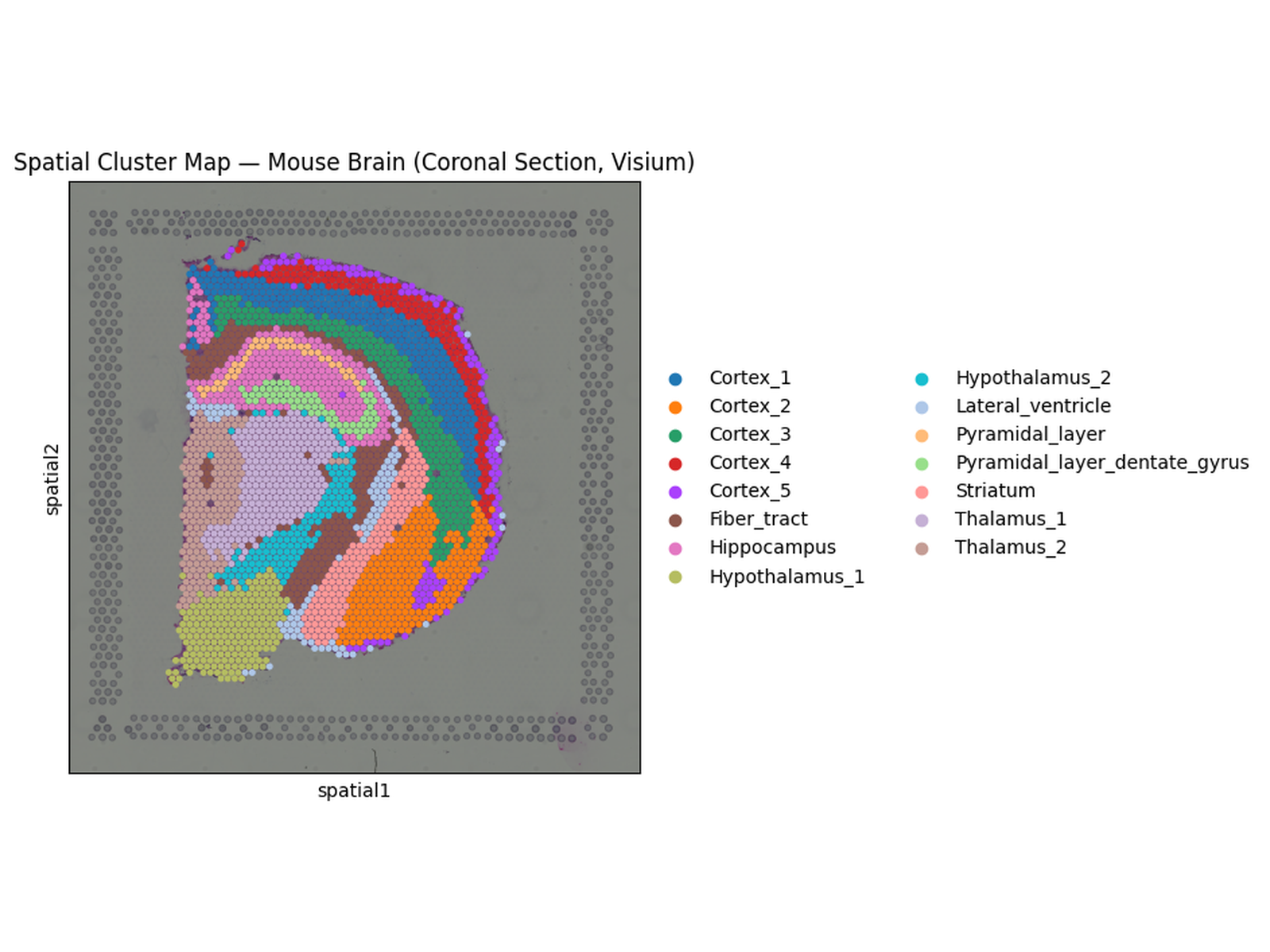 Spatial transcriptomics cluster map