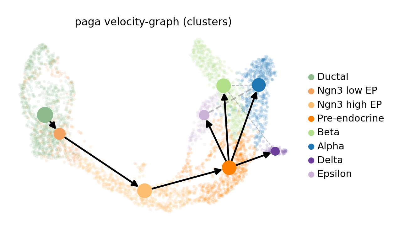 RNA velocity PAGA graph