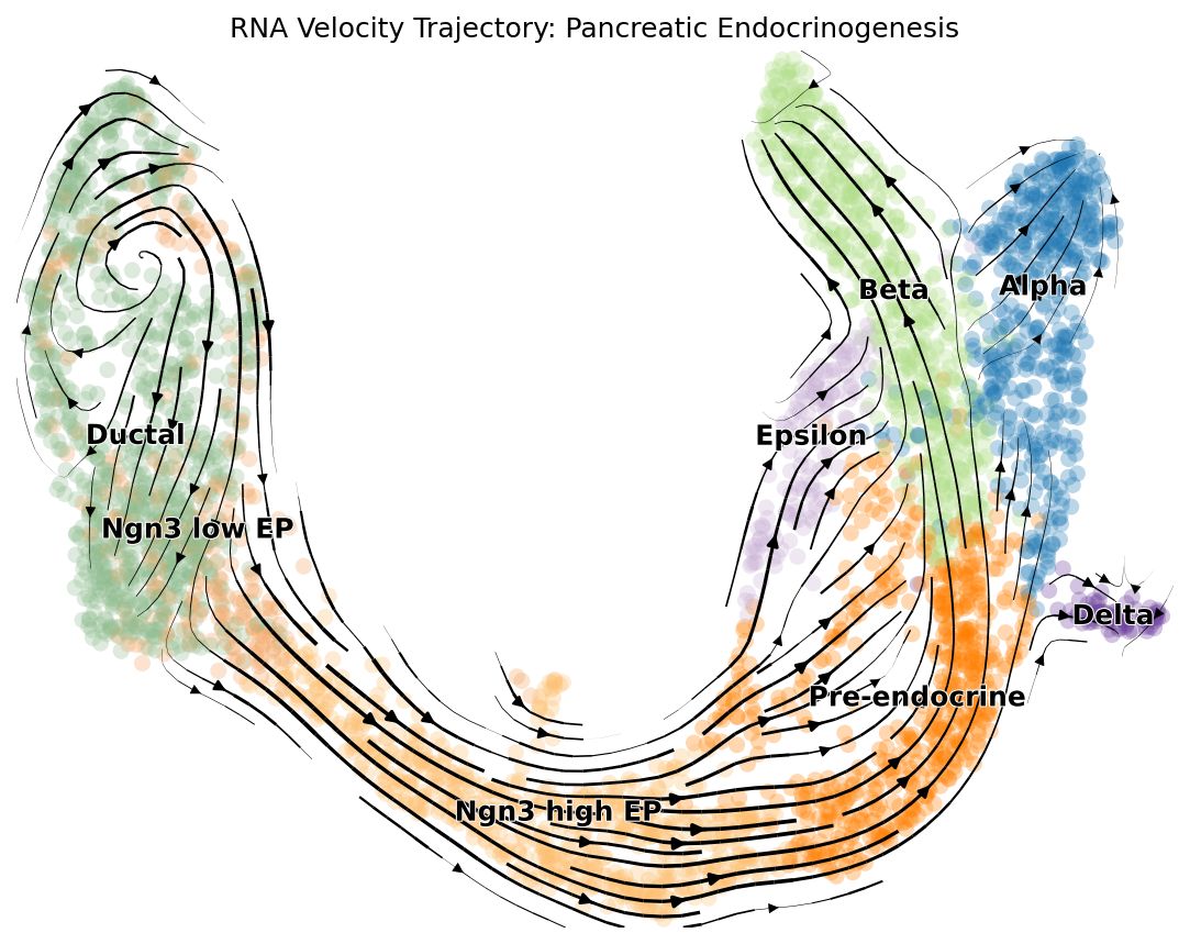 RNA velocity pancreas stream