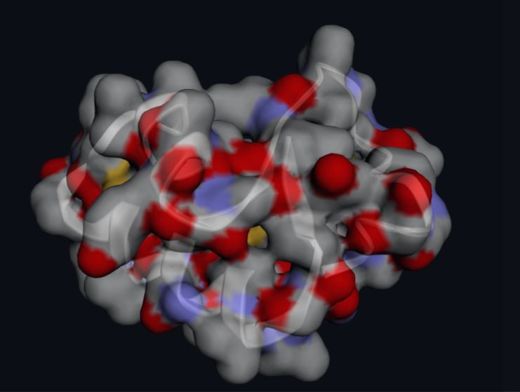 Protein surface and chain view